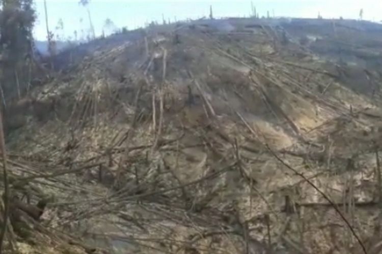 Inilah kondisi hutan lindung Bukit Suligi yang sudah gundul akibat ditebang dan dibakar oleh pihak yang tak bertanggung jawab, di Desa Kumain, Kecamatan Tandun, Kabupaten Rohul, Riau, Jumat (23/7/2021).