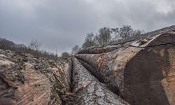 Penelitian Ungkap Deforestasi Hutan Bikin Nyamuk Jadi Lebih Suka Gigit Darah Manusia, Apa Dampaknya?