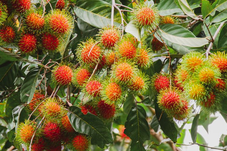 Ilustrasi buah rambutan, pohon rambutan. 