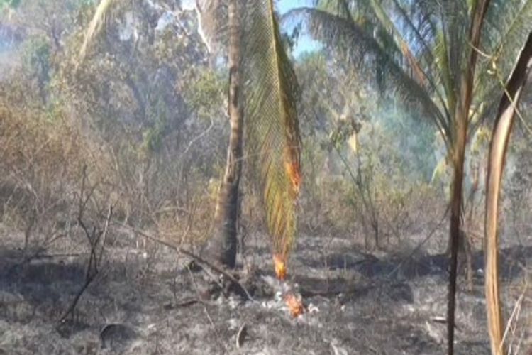 kawasan hutan dan kebun milik warga majene, Sulawesi barat terbakar. Haya dalam temp[o lebih dari 3 jam api melulantakkan lahan hutan dna kawasan perkebunaan berupa pohon kelapa, pisang dna pohon jati yang kering sejak kemarau melanda sebulan terakhir.