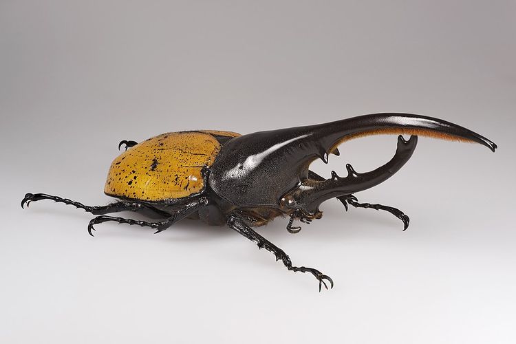 Hercules beetle 