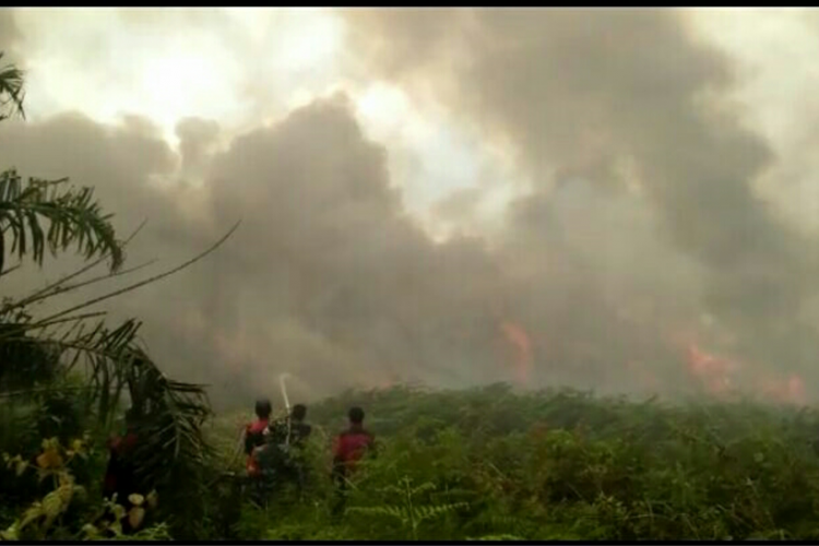 Kebakaran lahan di Kabupaten Pelalawan, Riau, Kamis (16/8/2018). 