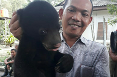 BBKSDA Riau Rawat 3 Ekor Anak Beruang yang Lepas dari Induknya