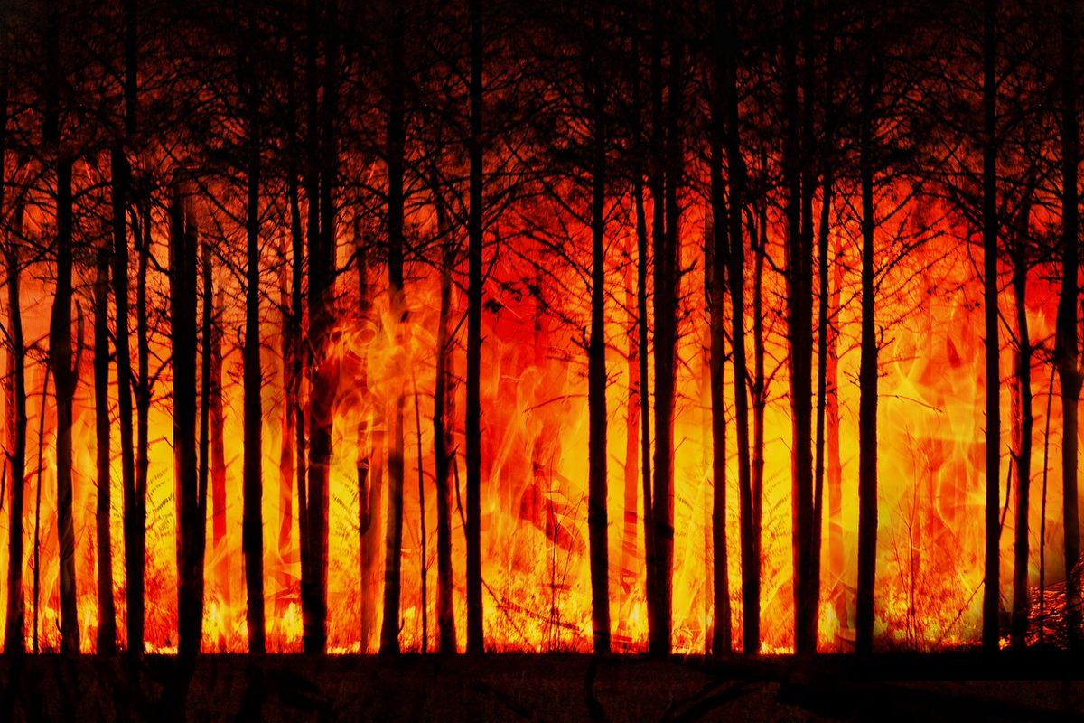 Ilustrasi kebakaran hutan. Risiko El Nino dan kebakaran lahan.