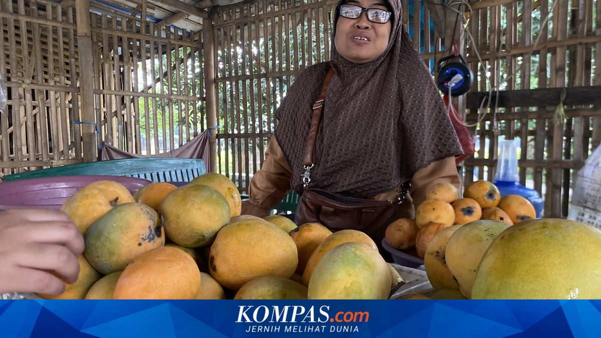 Musim Panen Tiba, Mangga Gedong Gincu Indramayu Dijual Mulai Rp 25.000 dan Ramai Dibeli