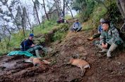 4 Pemburu Satwa Liar di TN Merbabu Terancam 15 Tahun Penjara