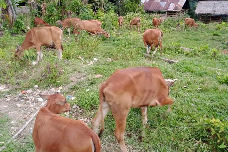 Proyek pengadaan sapi dan kambing di Dinas Peternakan dan Kesehatan Hewan Provinsi Sumatera Barat mendapat sorotan. Pasalnya, sapi yang tiba untuk kelompok tani kurus, sementara kambingnya dari 40 yang datang dalam seminggu 12 ekor mati.