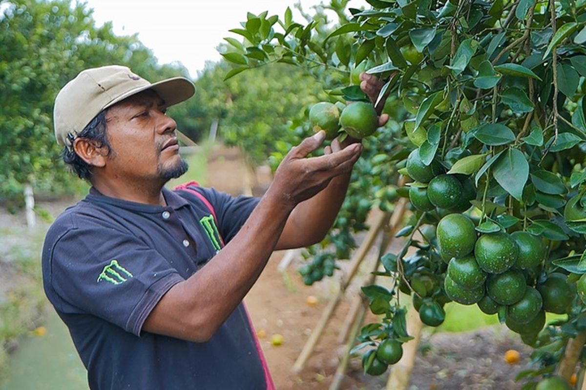 Ilustrasi salah satu petani jeruk di Desa Semboro di Kabupaten Jember, Jawa Timur (Jatim). 