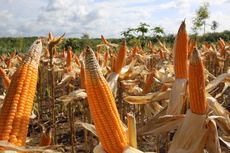 Pasokan Irigasi Lancar, Panen Jagung di Lampung Selatan Meningkat