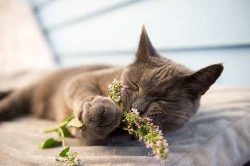 Apa Itu Catnip? Tanaman yang Bikin Kucing 