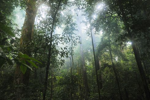 Pengertian Tumbuhan Endemik dan Contohnya di Indonesia