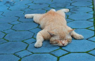 ilustrasi posisi kucing tidur tengkurap.