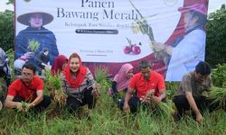Mbak Ita Dorong Pengembangan Bawang Merah Varietas Bima di Kota Semarang
