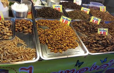 Serangga Jadi Sumber Protein Makan Bergizi Gratis? Ini Kata Pakar Entomologi