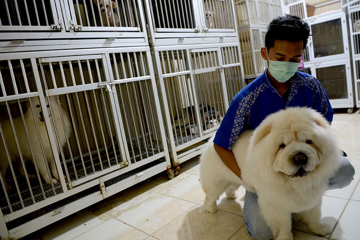 Pekerja merawat anjing yang dititipkan di Glory Petshop, Jakarta Barat, Kamis (30/5/2019). Memasuki libur Lebaran 2019, jasa penitipan hewan mengalami peningkatan permintaan hingga 10 kali lipat bila dibandingkan periode yang sama pada 2018, dengan mematok tarif Rp 90 ribu - Rp 170 ribu per hari tergantung jenis hewan dan ukurannya.