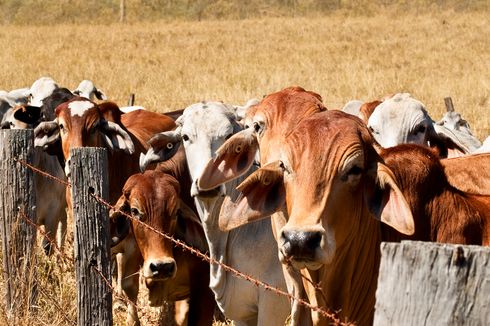 Sapi Dilatih Buang Air di Toilet, Apa Tujuannya?