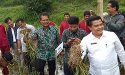 Solok Bersiap Jadi Sentra Bawang Putih di Indonesia