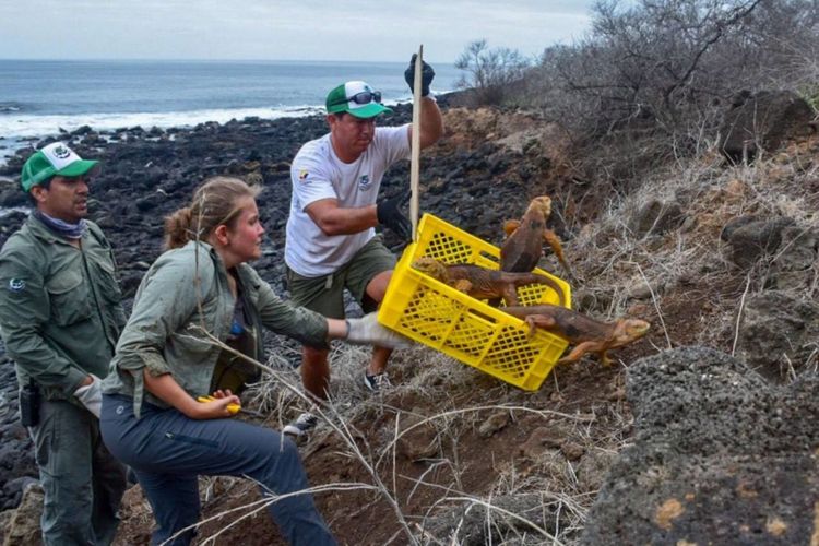 Operation Isabela mengembalikan iguana ke Pulau Santiago