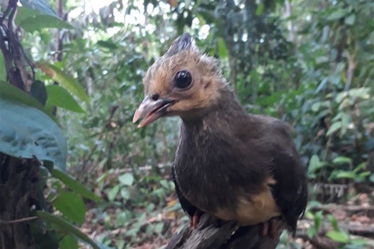 Seekor anak maleo yang baru menetas di kawasan Hungayono, Taman Nasional Bogani Nani Wartabone