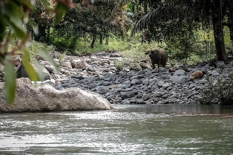 Ilustrasi sungai di Desa Wisata Nyarai di Padang Pariaman, Sumatera Barat. Desa wisata ini masuk daftar 75 besar Anugerah Desa Wisata Indonesia (ADWI) 2023.