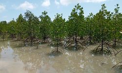 Nilai Karbon Mangrove Tanjung Punai Rp 104,8 Miliar Belum Tergarap 