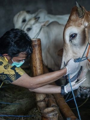 Petugas Dinas Pertanian, Ketahanan Pangan dan Perikanan Solo memeriksa kesehatan sapi kurban saat Sidak Pemeriksaan Hewan di Pajang, Laweyan, Solo, Jawa Tengah, Selasa (28/7/2020). Pemeriksaan tersebut untuk memastikan hewan yang dijual untuk kurban dalam kondisi sehat dan memenuhi syarat untuk kurban saat Idul Adha 1441 H. ANTARA FOTO/Mohammad Ayudha/foc.