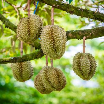 Ilustrasi pohon durian.