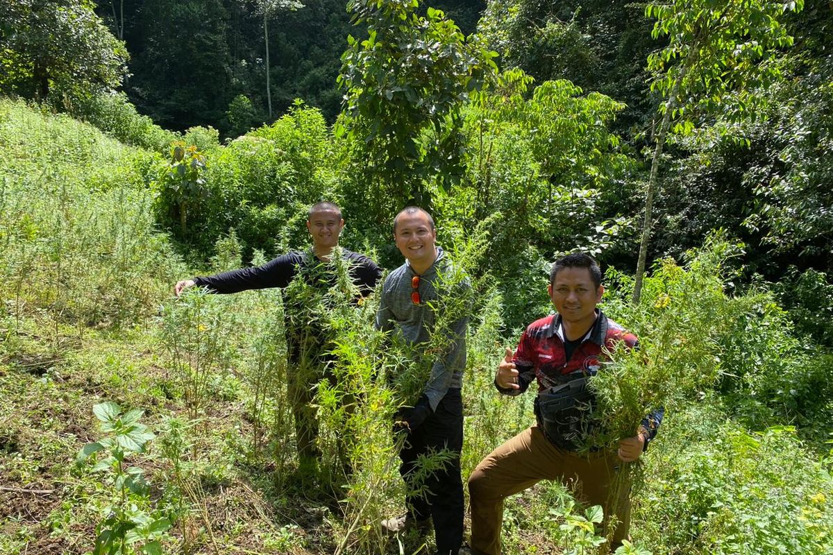 Penyidik Ditresnarkoba Polda Metro Jaya saat menemukan ladang ganja di kawasan Mandailing Natal, Sumatera Utara, Sabtu (24/12/2022). 