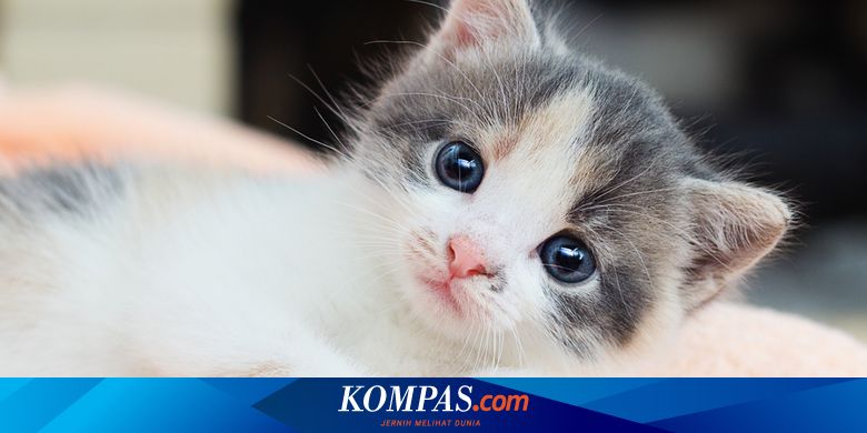 6 Penyebab Anak Kucing Diare dan Cara Mencegahnya