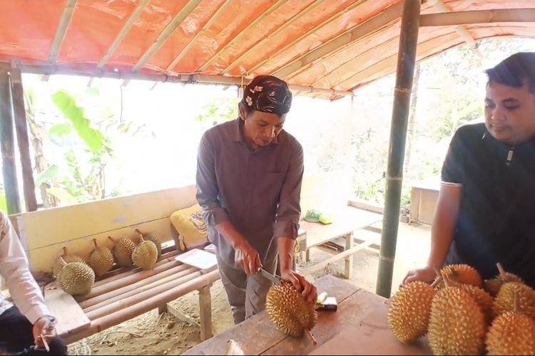 Jangan Salfok Ukurannya, Durian Wonosobo Musim Ini Cenderung Kecil tapi Rasanya Nendang