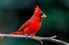 Polusi Cahaya Bikin Ukuran Mata Burung Mengecil