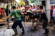 Ketahui 4 Hal ini Sebelum Ajak Anak Menonton Pemotongan Hewan Kurban