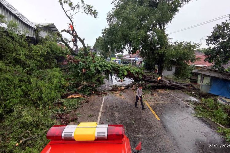Damkar, BPBD, Kepolisian Kabupaten Kuningan berusaha mengevakuasi pohon asem besar yang tumbang di jalur Nasional Cirebon - Kuningan di Kecamatan Cilimus, Kabupaten Kuningan pada Kamis (23/1/1025) pagi