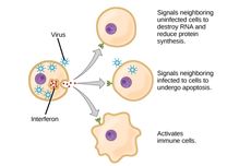 Apa Itu Interferon?