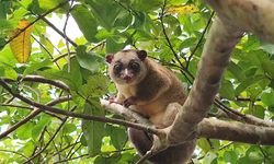 8 Kuskus Tembung Dilindungi Ditemukan Mati, Penjual di Sulawesi Utara Ditangkap