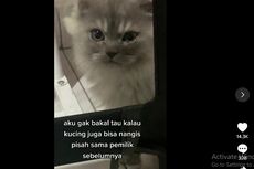 Benarkah Kucing Bisa Menangis? Ini Kata Dokter Hewan