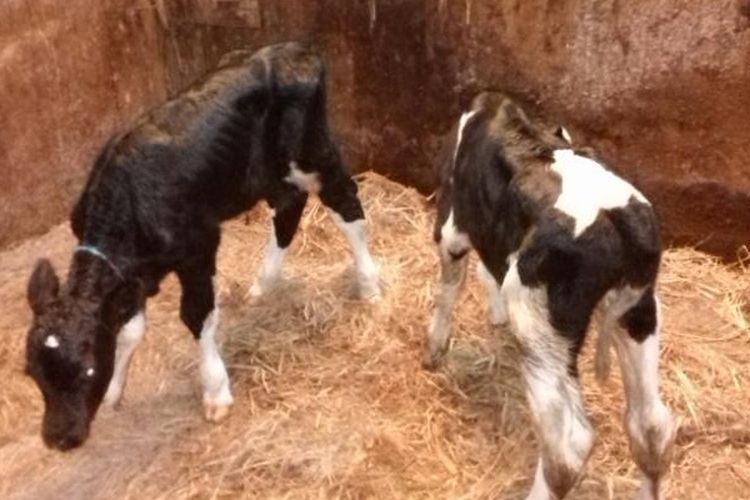 Metode deteksi potensi genetik merupakan langkah awal dari upaya menghasilkan teknologi sapi kembar. 