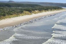 230 Paus Pilot Terdampar di Pantai Tasmania, Kenapa Paus Sering Terdampar?