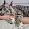 Ketahui, Ini Area Favorit di Rumah untuk Kucing Tidur