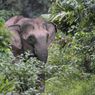 Mengenal Gajah Kalimantan, Fauna Endemik Indonesia yang Terancam Kritis 