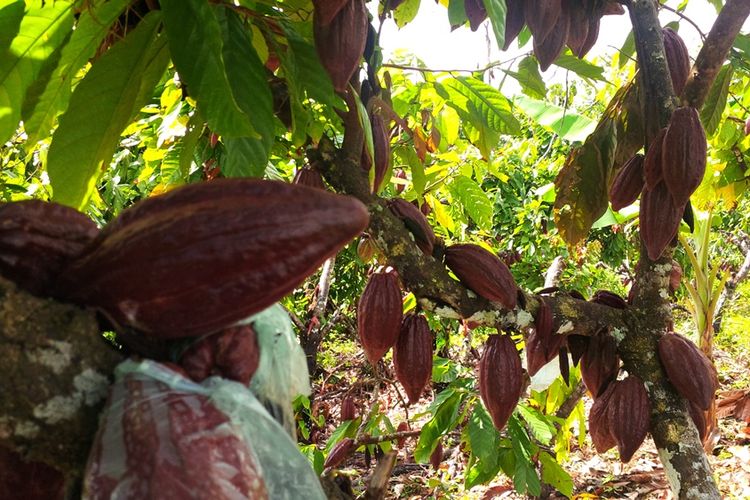 Tanaman coklat milik salah satu petani di Desa Lodes, Kecamatan Sebatik, Kalimantan Utara. Penjualan kakao di wilayah ini bergantung pada kota Tawau di Malaysia. Kakao milik petani hanya dihargai Rp 12.000-Rp 21.000 per kilogram. 