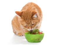 Bolehkah Kucing Makan Sayur? Berikut Penjelasannya