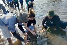 Peringati Hari Lingkungan Hidup Sedunia, Masyarakat Bintan Tanam Mangrove 