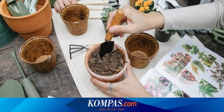 5 Tips Bercocok Tanam di Apartemen Sempit - Vimarsana News