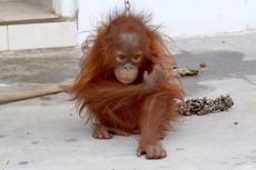 BOSF Selamatkan Bayi Orangutan dengan Luka Bekas Tebasan Parang