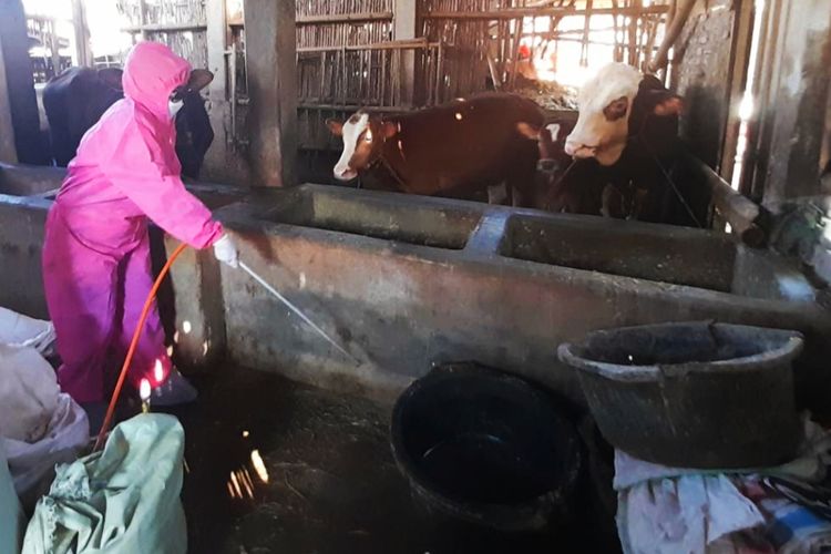 Petugas Dinas Peternakan dan Perikanan (Disnakan) Kabupaten Karanganyar, melakukan penyemprotan disinfektan pada kandang sapi di Kota Solo, Jawa Tengah.