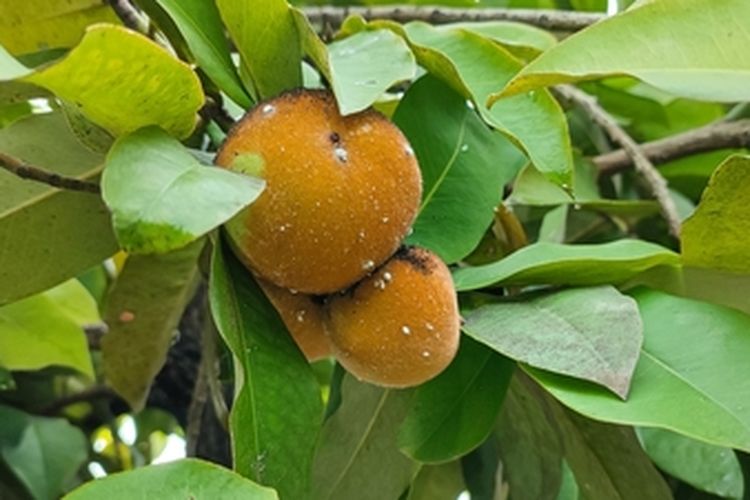 Ilustrasi tanaman buah bisbul
