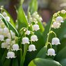 Cara Menanam Bunga Lily of The Valley di Rumah