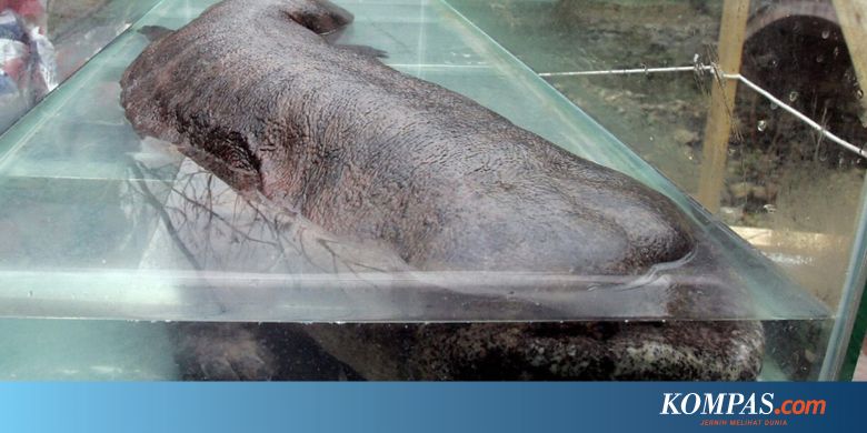 Sering Dijadikan Makanan Salamander Raksasa China Terancam Punah