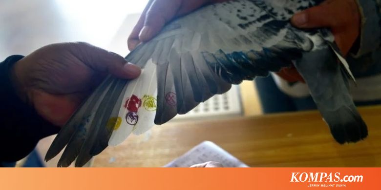 Curangi Balapan Merpati Dua Pria Bawa Burungnya Naik Kereta